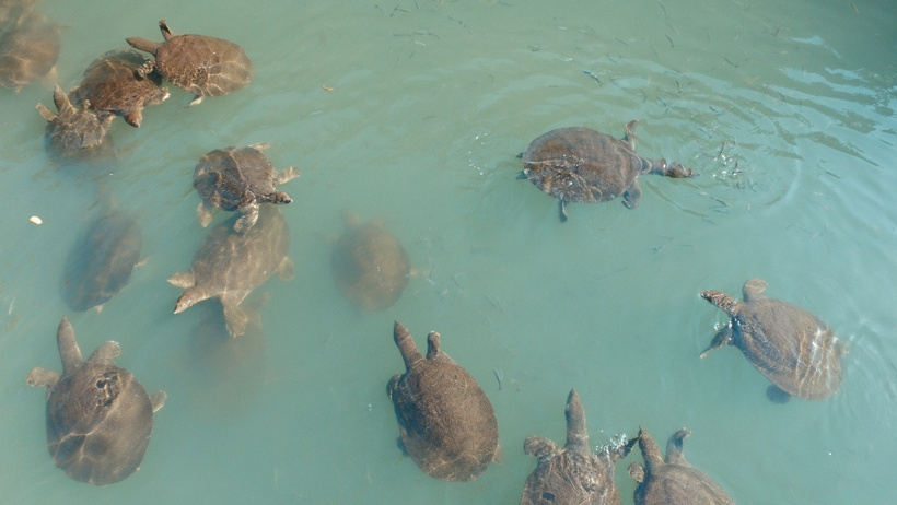 Akdeniz'in dev kaplumbağaları yok oluyor: Turistler caretta sanıp kahvaltılıkla besliyor - Resim : 1