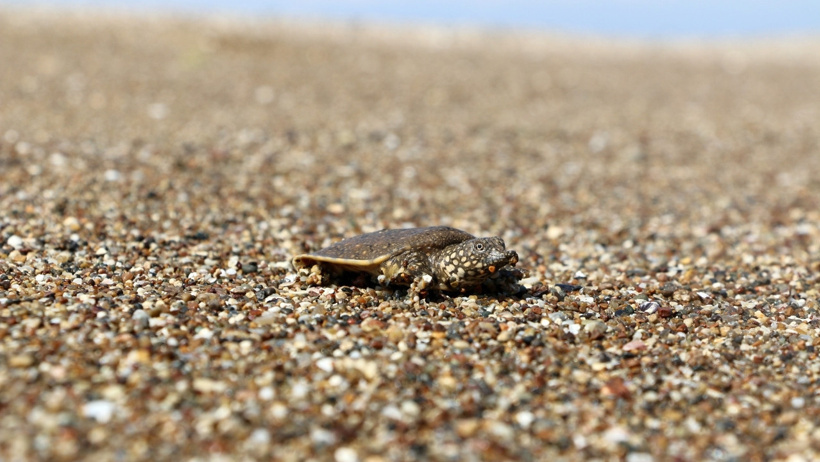 Akdeniz'in dev kaplumbağaları yok oluyor: Turistler caretta sanıp kahvaltılıkla besliyor - Resim : 3