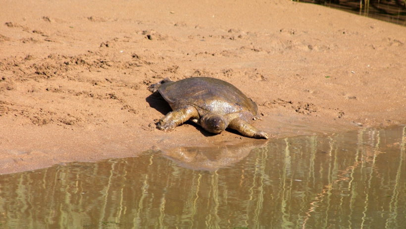 Akdeniz'in dev kaplumbağaları yok oluyor: Turistler caretta sanıp kahvaltılıkla besliyor - Resim : 4