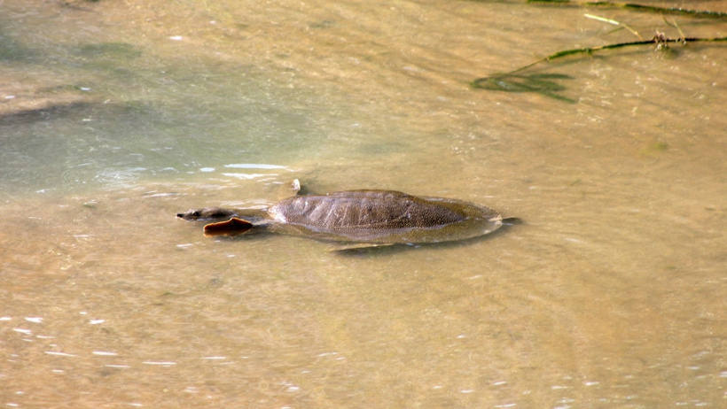 Akdeniz'in dev kaplumbağaları yok oluyor: Turistler caretta sanıp kahvaltılıkla besliyor - Resim : 5