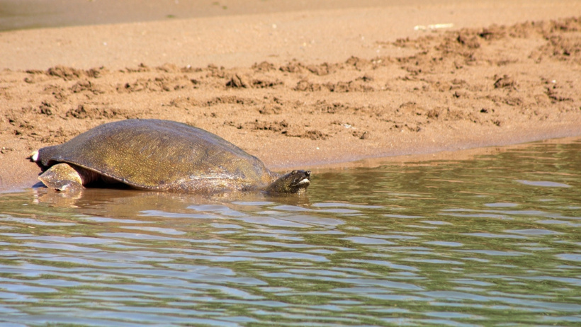Akdeniz'in dev kaplumbağaları yok oluyor: Turistler caretta sanıp kahvaltılıkla besliyor - Resim : 7