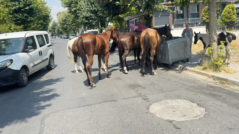 İstanbul'daki kayıp atların sırrı çözüldü! Ağzıyla kilitleri açıp firar eden beygir, dişileri kaçırmış - Resim : 3