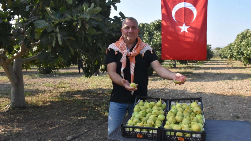 Meyvelerin efendisi sahnede: Günde 10 ton toplanıyor, kilosu 250 liradan gidiyor - Resim : 2