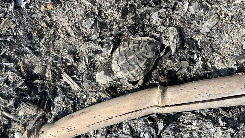 Sadece denize gitmek istemişti: Yasağa rağmen yakılan ateş caretta caretta yavrusunun sonunu getirdi - Resim : 3