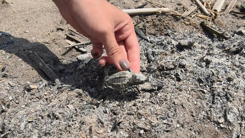 Sadece denize gitmek istemişti: Yasağa rağmen yakılan ateş caretta caretta yavrusunun sonunu getirdi - Resim : 2