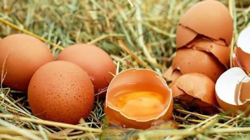 Organik yumurta sınıfta kaldı! - Resim : 1