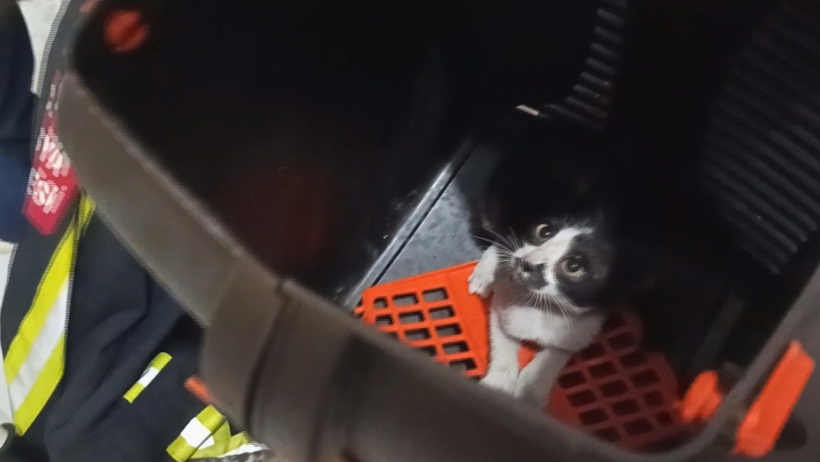 3 kez kurtardılar 3 kez kaçtı: Firari kedi itfaiyeyi peşinden koşturdu - Resim : 1