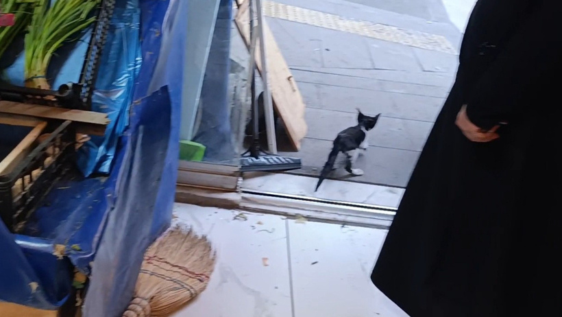 3 kez kurtardılar 3 kez kaçtı: Firari kedi itfaiyeyi peşinden koşturdu - Resim : 2