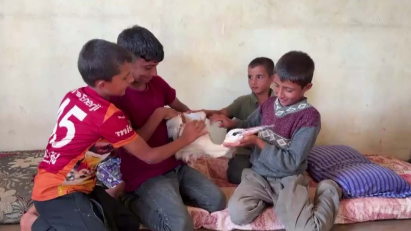 Göç yolunda yorulup bahçeye düştü: Leyla'ya 12 yaşındaki Mahmut ve arkadaşları sahip çıktı - Resim : 2