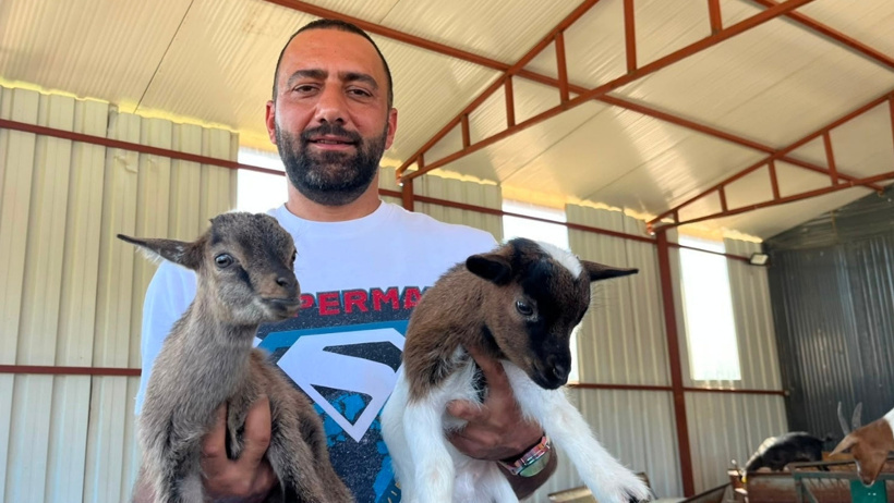 2 taneyle başladı, 90 başlık sürü kurdu: Bu cüce keçilerin ne eti ne de sütü tüketilebiliyor - Resim : 4