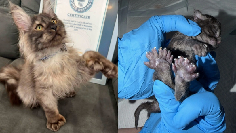 Say say bitmedi: 29 parmaklı kedi koca patileriyle dünya rekoru kırdı! - Resim : 2