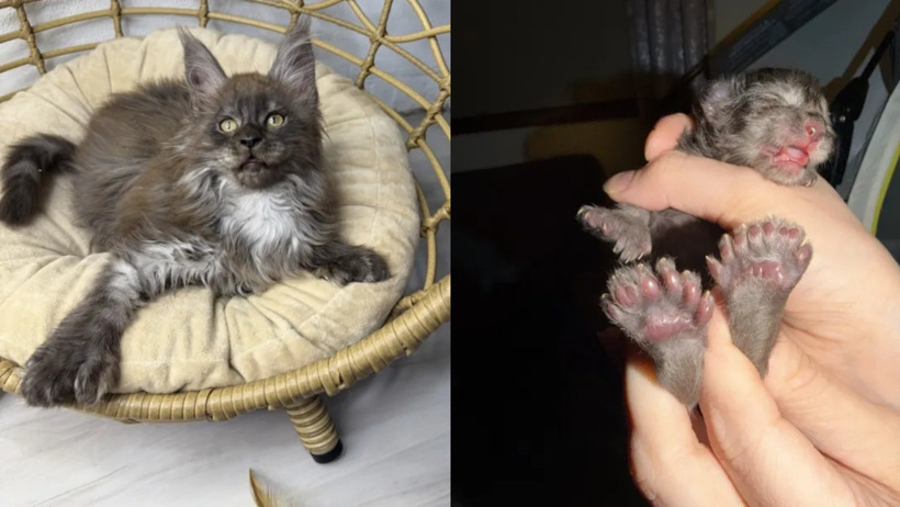 Say say bitmedi: 29 parmaklı kedi koca patileriyle dünya rekoru kırdı! - Resim : 1