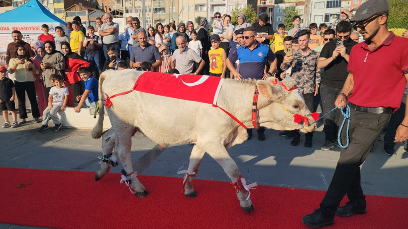 Meydanlara kırmızı halı serildi, süslenen büyükbaşlar yürüdü: 'Suluova'nın devi' seçildi - Resim : 1