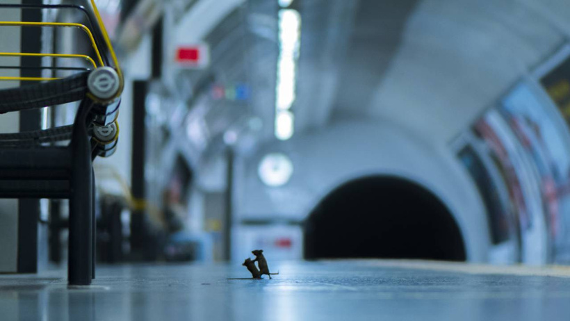 İki fare metroda ringe çıktı, boksör gibi dövüştü: İstanbul iyi ki kedi şehri dedirtti - Resim : 2
