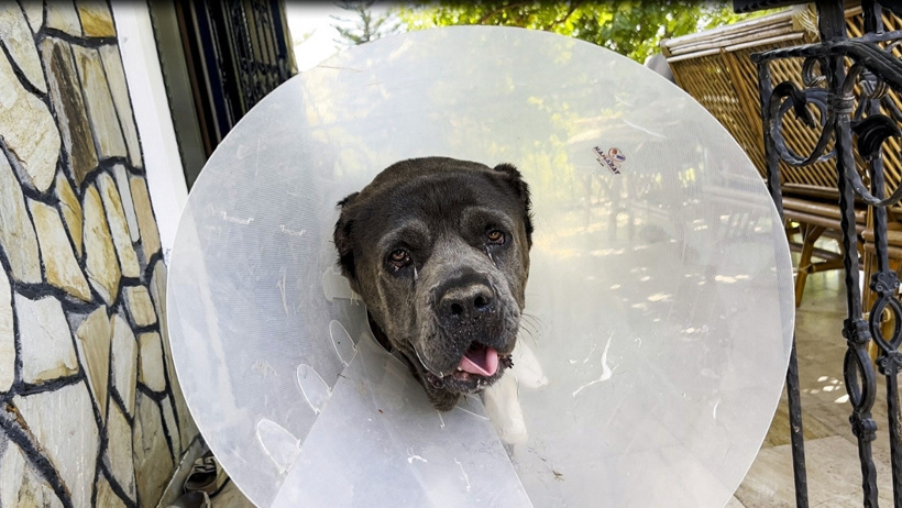 Köpeğin rahminden tam 6,75 kilo kitle çıkarıldı - Resim : 1