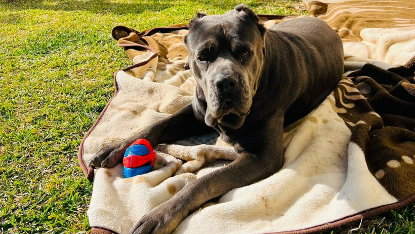 Köpeğin rahminden tam 6,75 kilo kitle çıkarıldı - Resim : 4