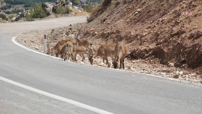 Tunceli Valisi açıkladı: Süresiz olarak yasaklandı! - Resim : 1