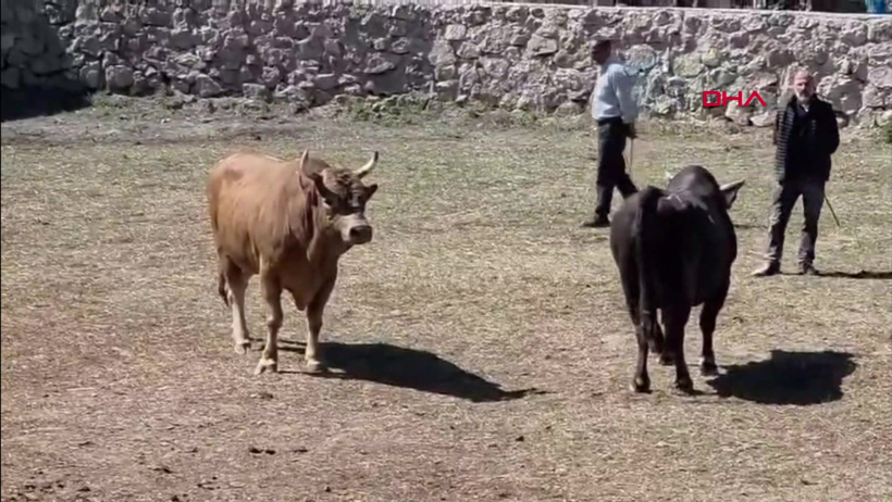 Festival kapsamında güreştirilen boğa kapıdan atlayarak arenadan kaçtı - Resim : 1