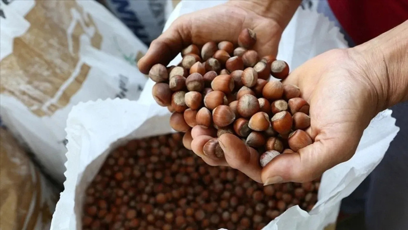 Fiyatlara isyan ettiler: Fındık üreticileri traktörlerle yollara döküldü - Resim : 3