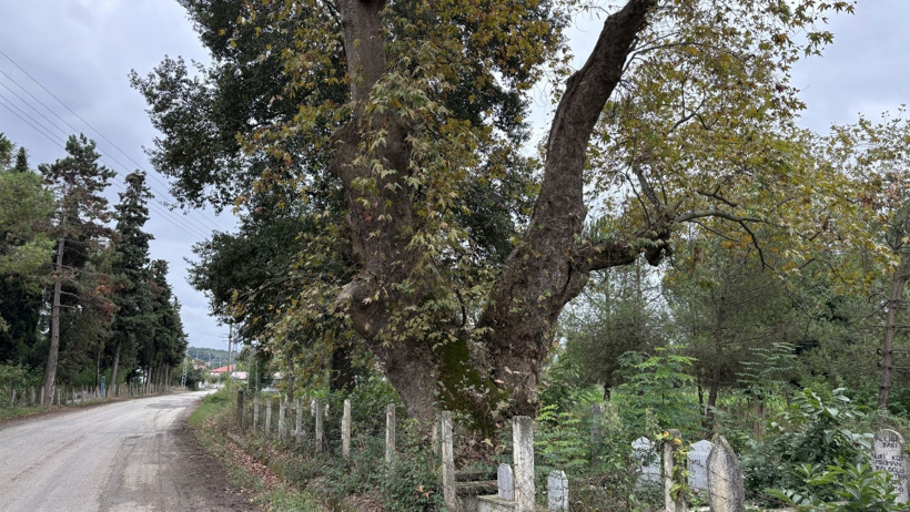 Biri 630, diğeri 450 yıldır ayakta: Eni 11, boyu 20 metre! - Resim : 1