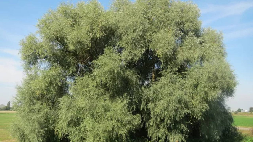 Bilim insanlarının beyaz söğüt ağacından çaldığı sır! - Resim : 1