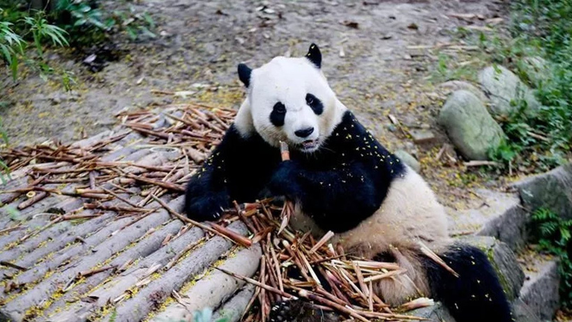 Çin’den ABD’ye iki panda gidiyor: İsimleri bile belli oldu - Resim : 1