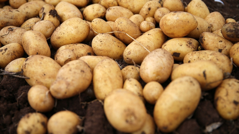 Diyarbakır'da patates depremi: Kaymakam ve başsavcı koltuğundan oldu - Resim : 1