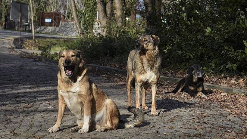 Merhameti yasaklamışlardı! O karar iptal edildi - Resim : 2