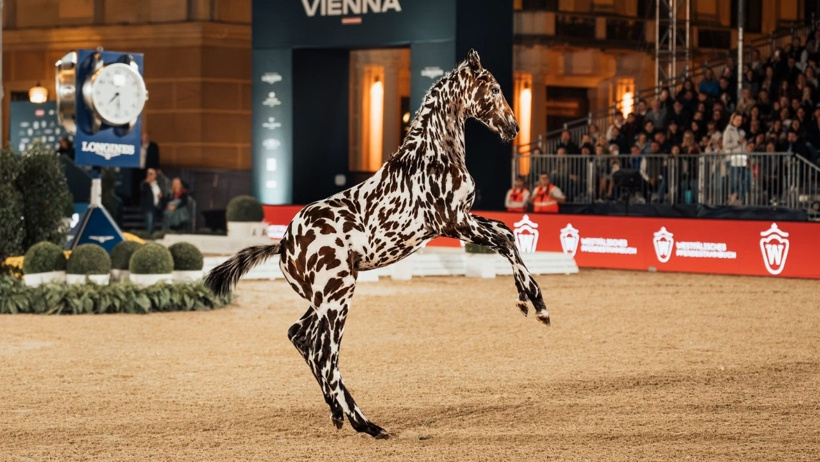 Görenler zebra sandı: 4 aylık yavru tam 75 bin euroya satıldı - Resim : 2