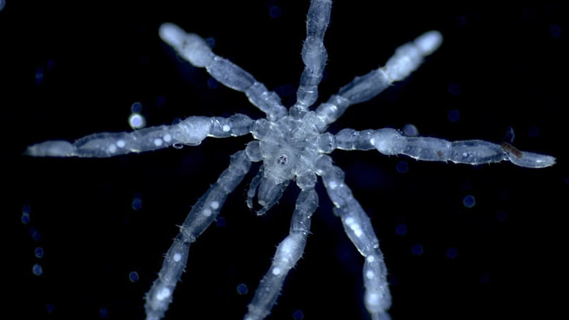 Denizin dibinde bulundu: Tüylü bacakları ve kırmızı gözleri var! - Resim : 1