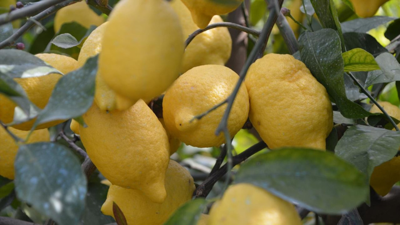 5 büyük marketten alınan limonlar analiz edildi: 20 ürünün tamamında pestisit çıktı, 4’ünde limit aşıldı - Resim : 1