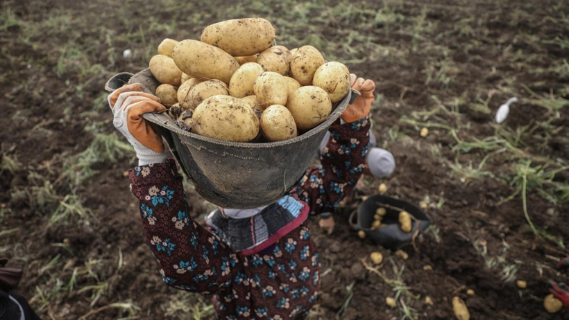 Diyarbakır'daki patates skandalında perde arkası! Kaymakam ile başsavcının eşlerinin de görev yeri değişti - Resim : 1
