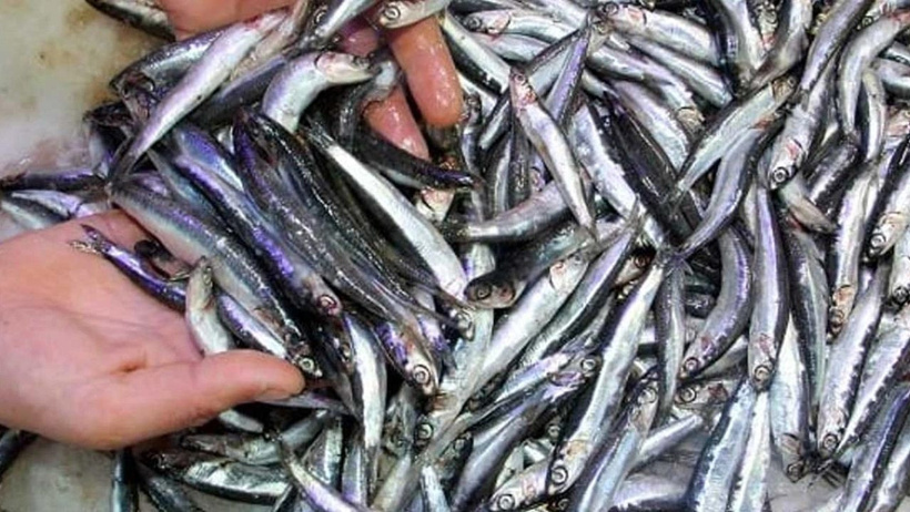 Pahalı balık daha kaliteli yanılgısı resmen çöktü: Somonun tahtı devriliyor! - Resim : 1