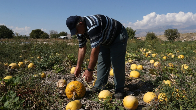 Erciyes'in eteklerinden 'sarı altın' fışkırdı: Milyonlar kazandırıyor - Resim : 3