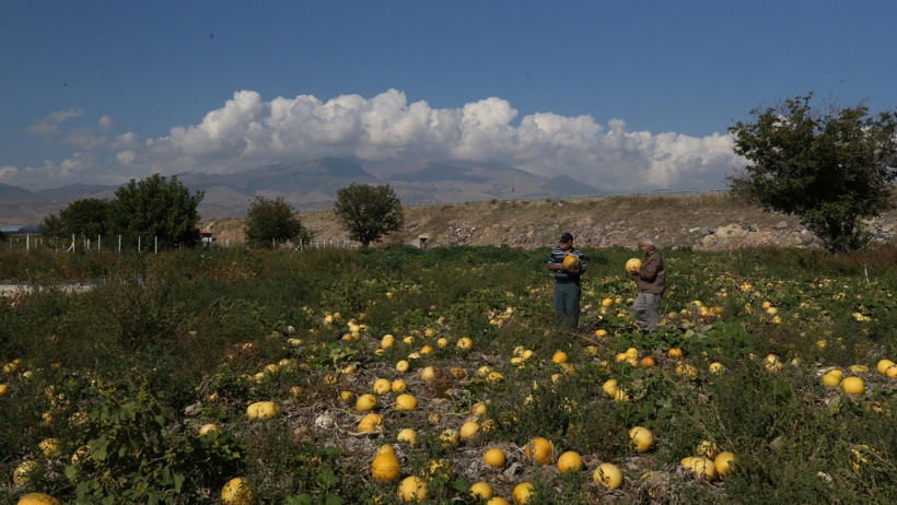 Erciyes'in eteklerinden 'sarı altın' fışkırdı: Milyonlar kazandırıyor - Resim : 1