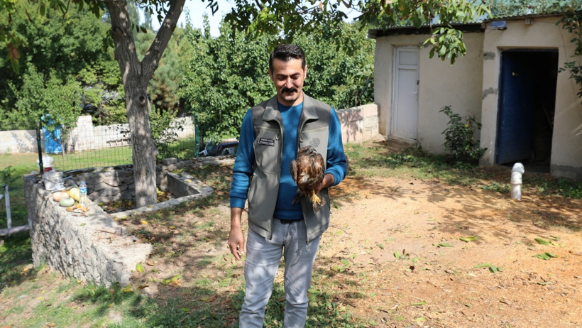 Gökten şahin yağıyor: Yaralı buldukları yırtıcıları evlerinde beslediler - Resim : 4