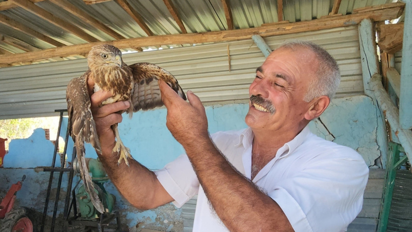 Gökten şahin yağıyor: Yaralı buldukları yırtıcıları evlerinde beslediler - Resim : 3