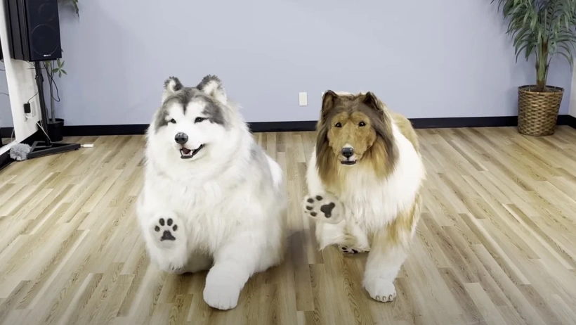 man-in-border-collie-suit-finally-has-a-fellow-human-canine-companion.webp