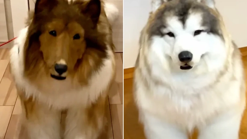 man-who-spent-14000-on-dog-costume-opens-zoo-for-people-to-dress-up-as-animals.webp