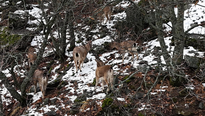 2025/02/23/munzur-vadisi-milli-parkina-inen-dag-ke-579675-171588.jpg