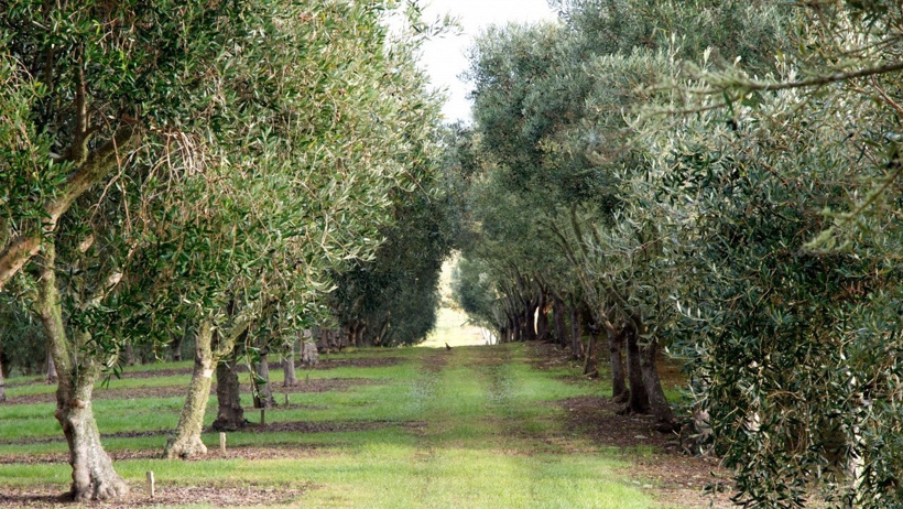 zeytin.jpg