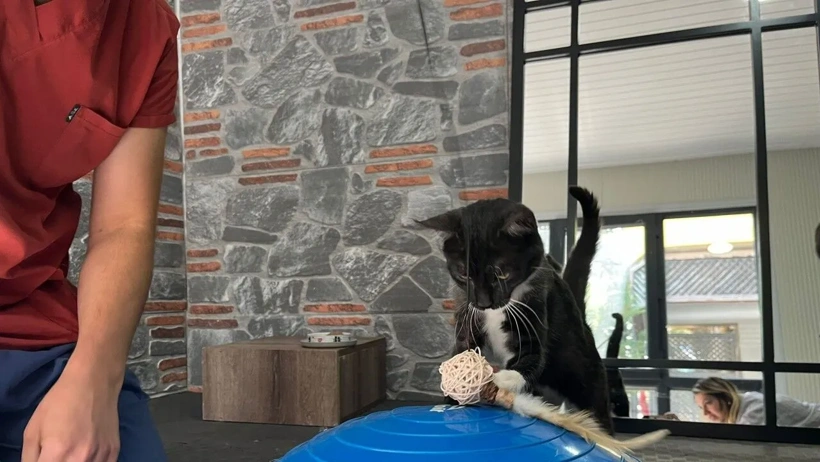 arac-carpan-kedi-tedaviyle-hayata-tutundu.webp