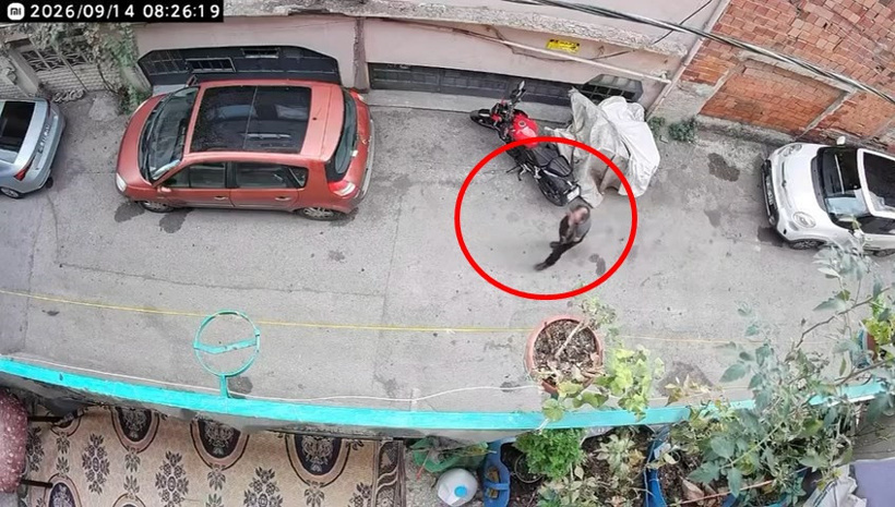 Bulun bu vicdansızı! Kediyi önce sıktı sonra kafasından tutup yere vurdu - Resim : 5