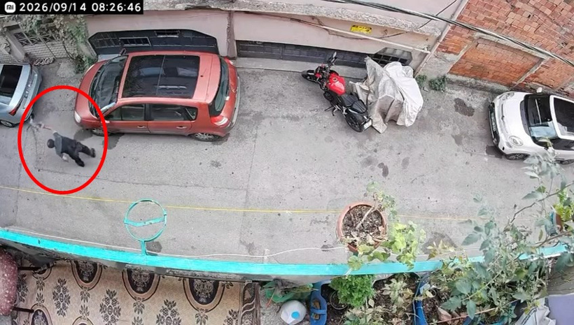 Bulun bu vicdansızı! Kediyi önce sıktı sonra kafasından tutup yere vurdu - Resim : 1