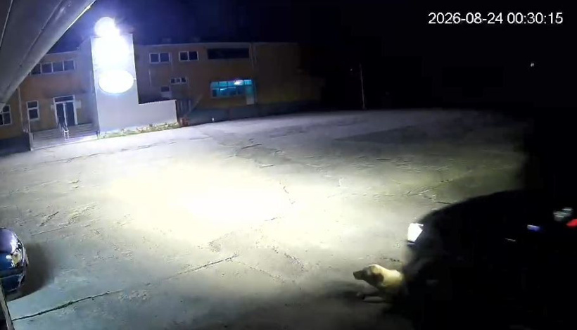 Zavallı köpeği bile bile göz göre ezdi! Hayvanın acı çığlıkları yankılandı - Resim : 1