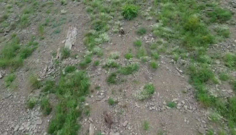Dron gören ayının paniği kamerada! Yukarı baka baka koştu - Resim : 1