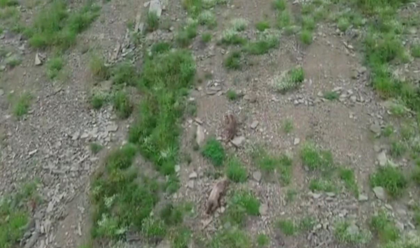 Dron gören ayının paniği kamerada! Yukarı baka baka koştu - Resim : 3