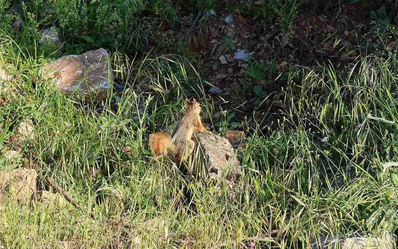 Bitlis'in saklı cennetine akın akın geliyorlar! Her yerde onlardan var - Resim : 1