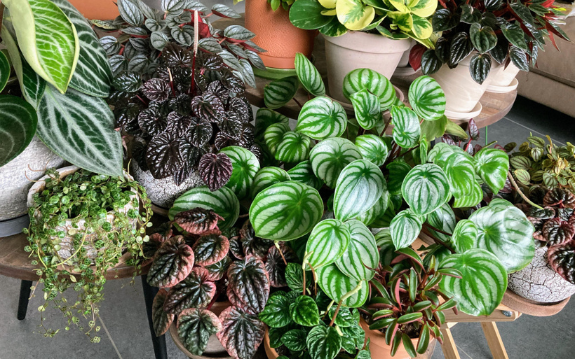 ev-cicegi-peperomia-bakimi-721905.jpg