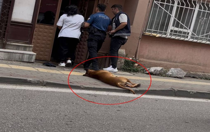 polis-1.jpg